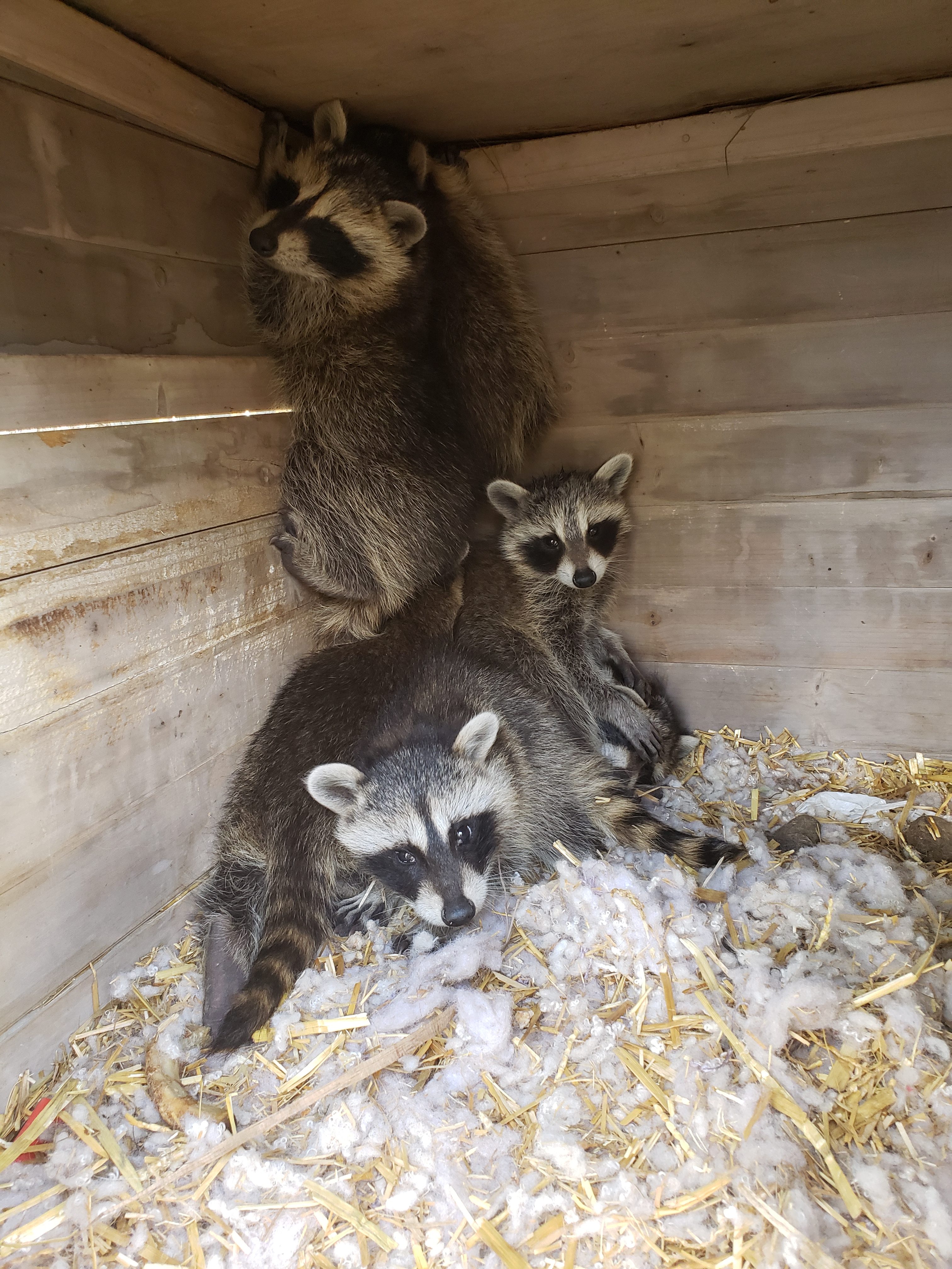 Raccoon & Groundhog Trap – Speed Exterminating